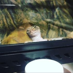 Meet your Posher, Jolyne